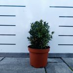 Krušpán vždyzelený (Buxus sempervirens) - výška 20-30 cm, kont. C3L